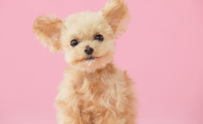 贵宾犬和京巴犬哪个好养？不对比怎么知道