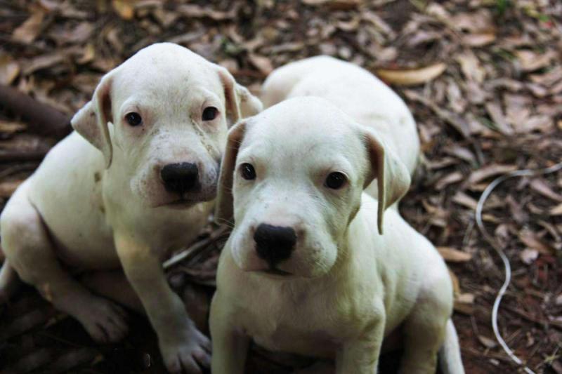 马犬和杜高哪个好?比比才知道