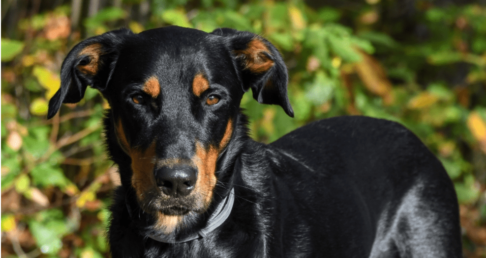 杜宾犬咬人吗,兔子急了也会咬人