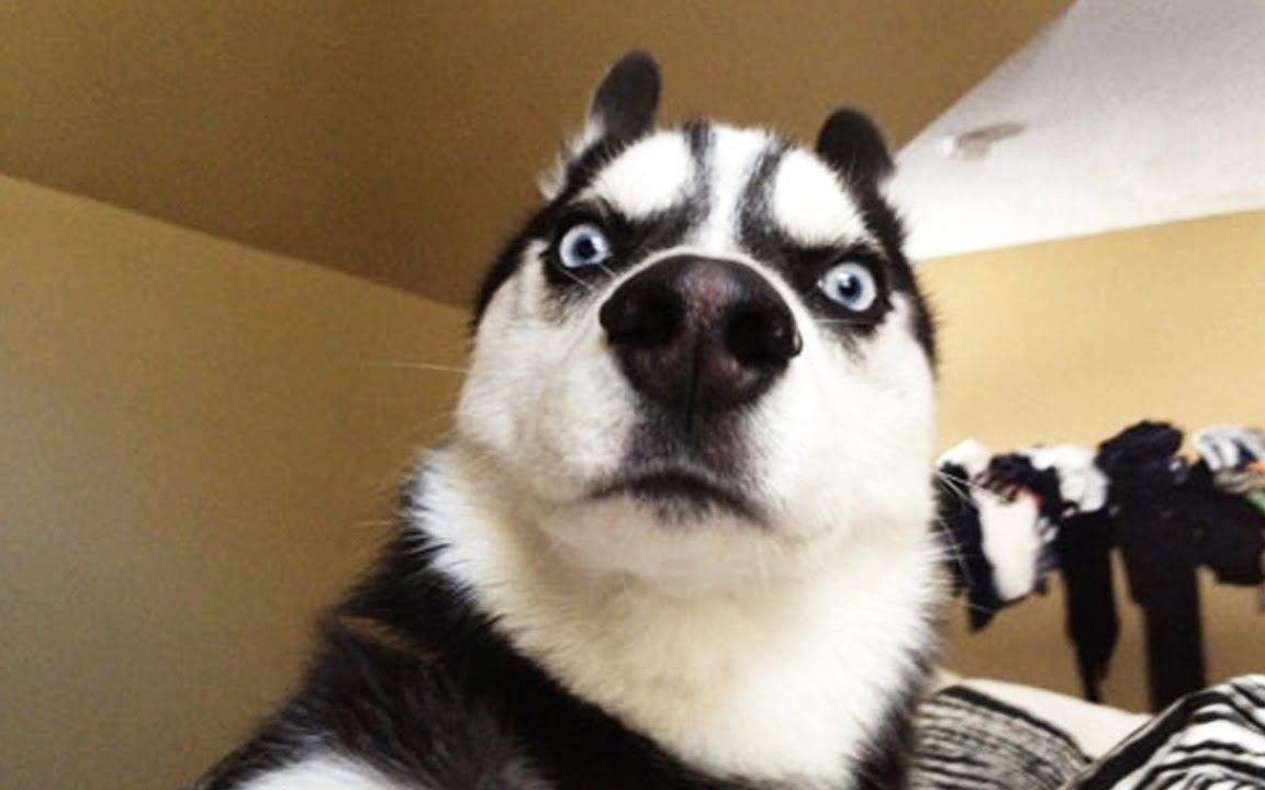 哈士奇掉毛厉害吗？主人养护也很重要