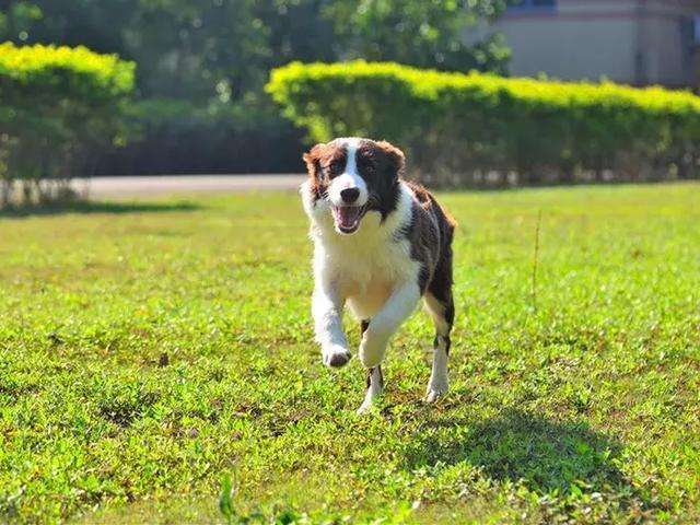 边牧几个月开始认主人?会有这些表现