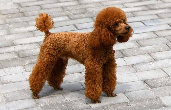 贵宾犬不能吃什么？不要有侥幸心理