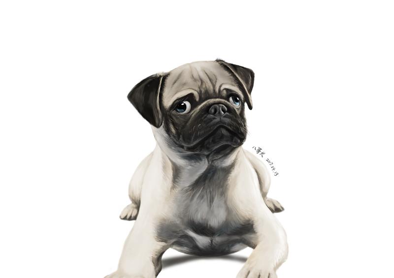 巴哥犬的喂养,取决于你的时间和经济