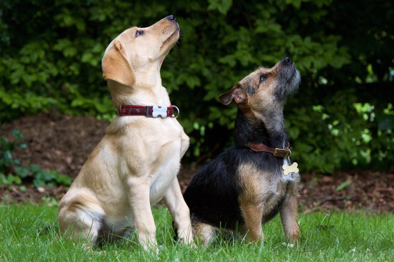 拉布拉多聪明吗?看看犬中智多星