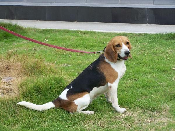 如何训练比格犬?打骂肯定是行不通的