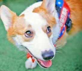 柯基犬爱叫吗,这不是它的天性