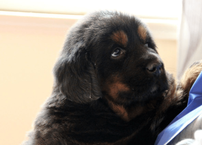 藏獒怎么养才不咬人，记住这五点温顺不咬人