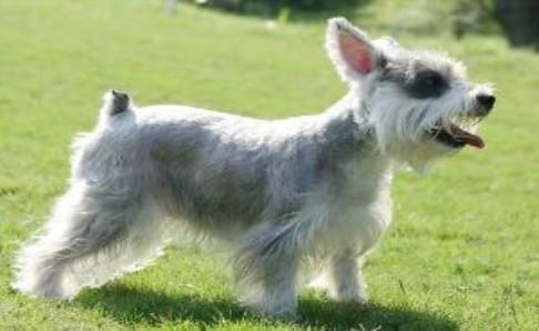 雪纳瑞为什么要断尾?不单单为了美观