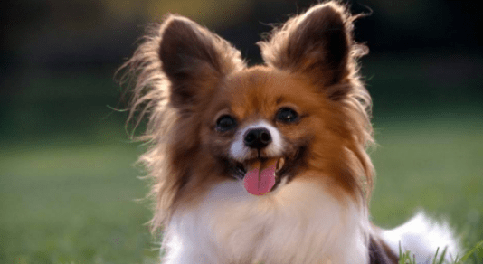 蝴蝶犬和什么狗配好看?这几种都是不错的选择