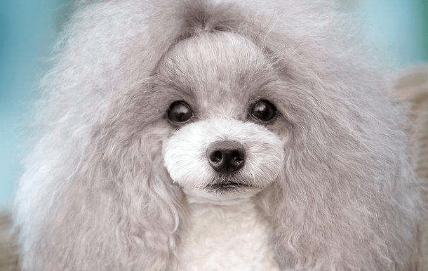 盘点那些长不大的宠物狗,这些品种你造吗?