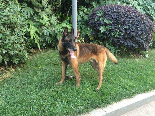 马犬见生人不叫怎么办？要针对性的训练下了