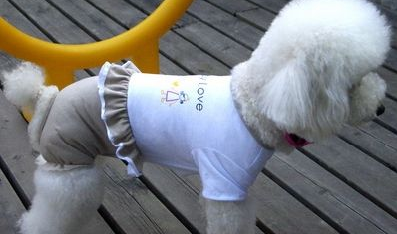 母狗会来月经吗 这些你都才知道吗?