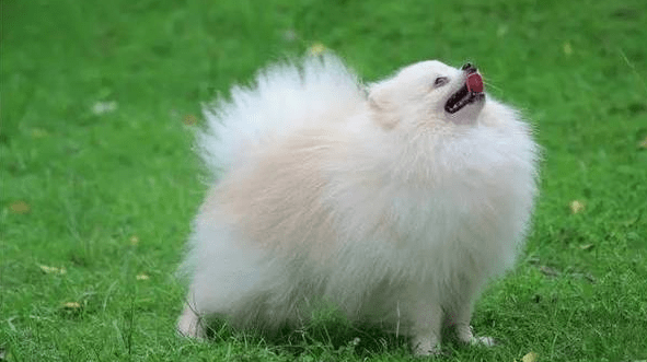 博美犬有几种颜色,你确定都了解?