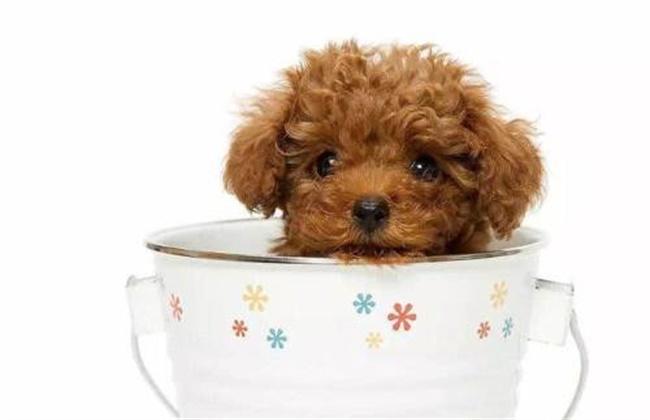 茶杯犬寿命,真相竟如此“悲惨”