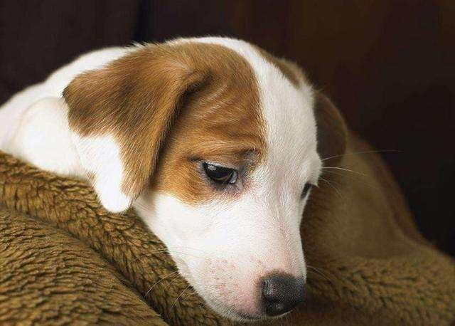 狗狗怀孕症状,这几点最为明显