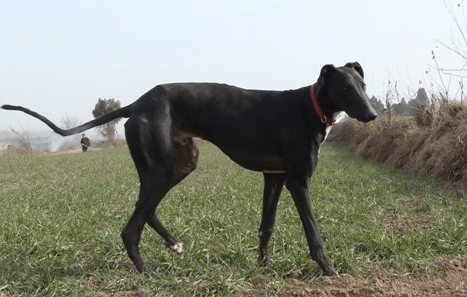 格力犬吃什么?新手须知的饮食知识