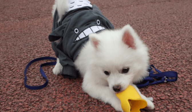 博美犬吐了怎么办,请对症下药勿乱来