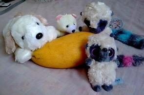 狗狗可以吃芒果吗?答案是肯定的,但要注意这些