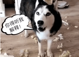 哈士奇为什么喜欢顶嘴?这就是它的理由