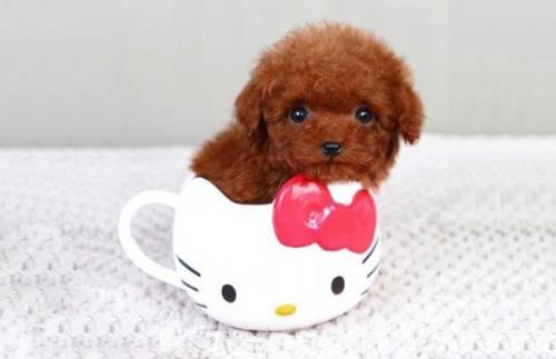 茶杯贵宾犬好养吗?需要很多的心思