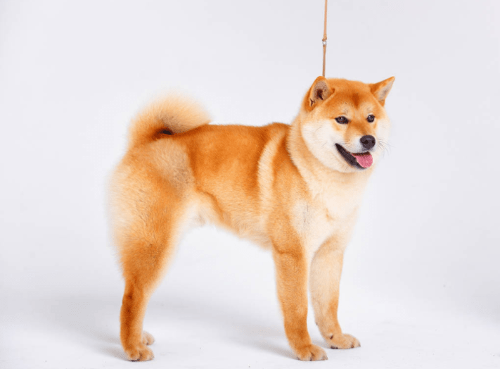 柴犬聪明吗，你感觉它的表现呢