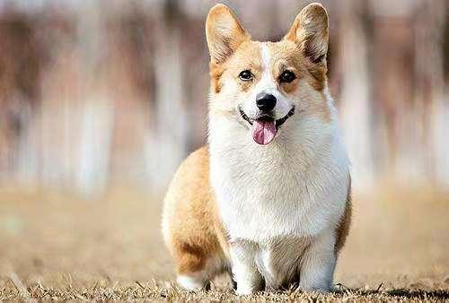 柯基犬的训练方法,三招轻松搞定