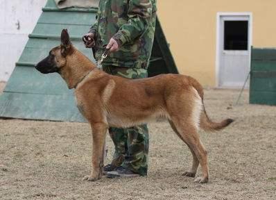 如何训练马犬随行?当然是讲究方法