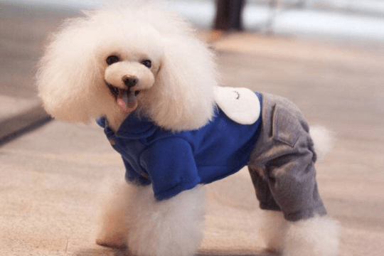 贵宾犬呕吐不吃东西怎么办?先找到确切的原因