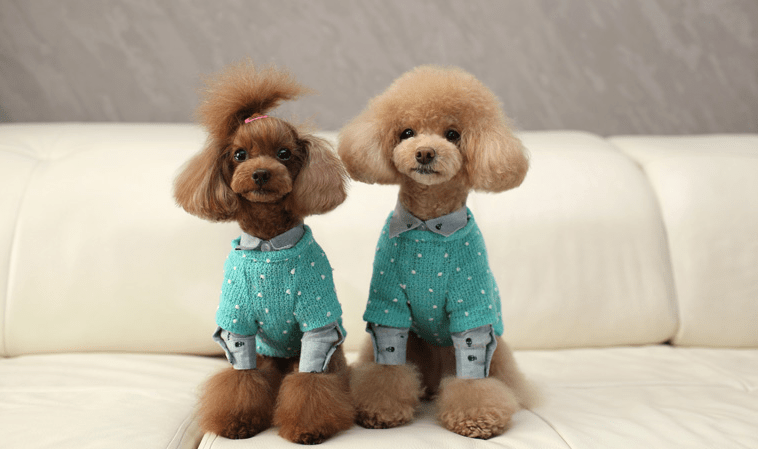 泰迪犬怎么看纯不纯,四个实用的辨别方法