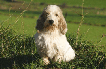 不掉毛的狗，排行大比拼