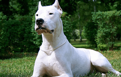 杜高犬咬人吗? 那是你对它不了解