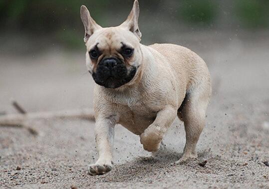 英国斗牛犬认主人吗,外表不代表性格