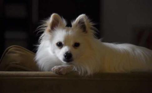 白色博美犬多少钱一只?给你一个参考线索