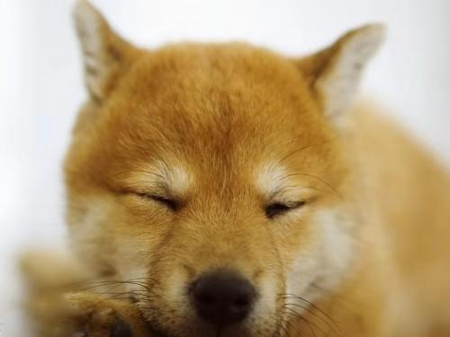柴犬吃什么狗粮,五个方面详细解析