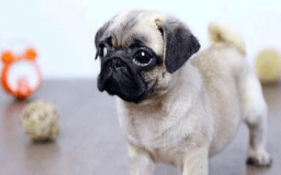 巴哥狗多少钱一只，购买巴哥的花费分析