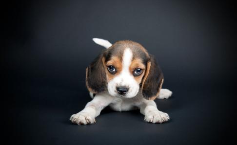 怎么训练比格犬?训练比格犬注意事项