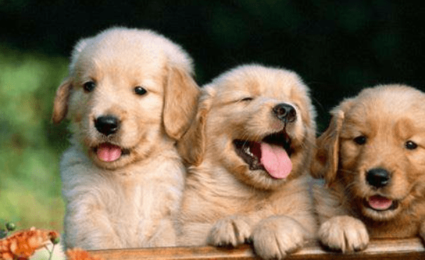 金毛犬怎么看纯不纯?注意这几个方面的特征