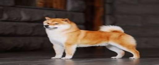 中华田园犬怎么训练,必备的基础训练知识