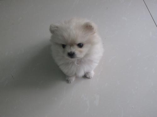 博美发烧什么症状，最明显的就是精神不佳