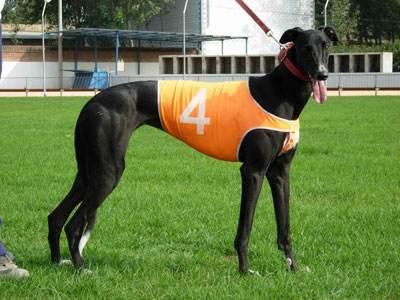 格力犬如何训练？看看这些办法怎么样