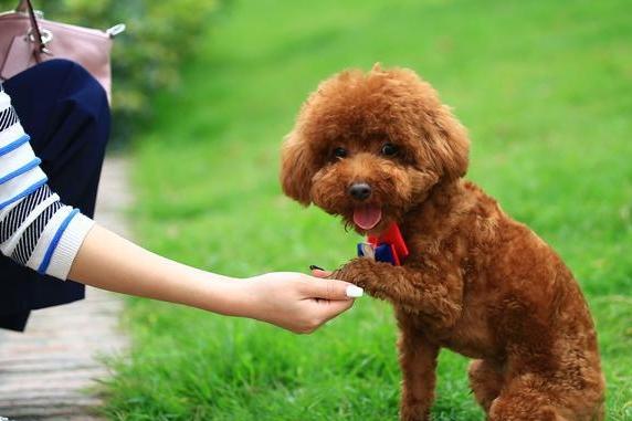 贵宾犬便血是怎么回事？一定要耐心的找到原因