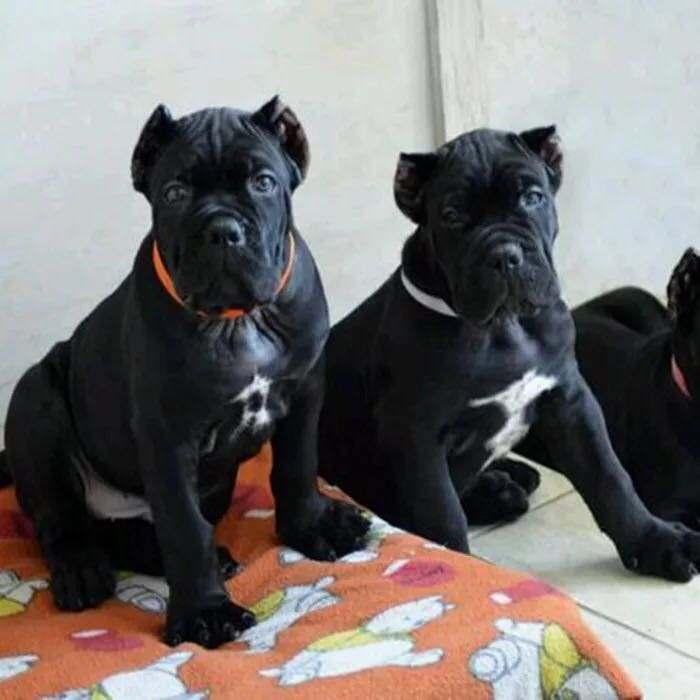 养卡斯罗犬要注意什么?吃喝住行都要注意