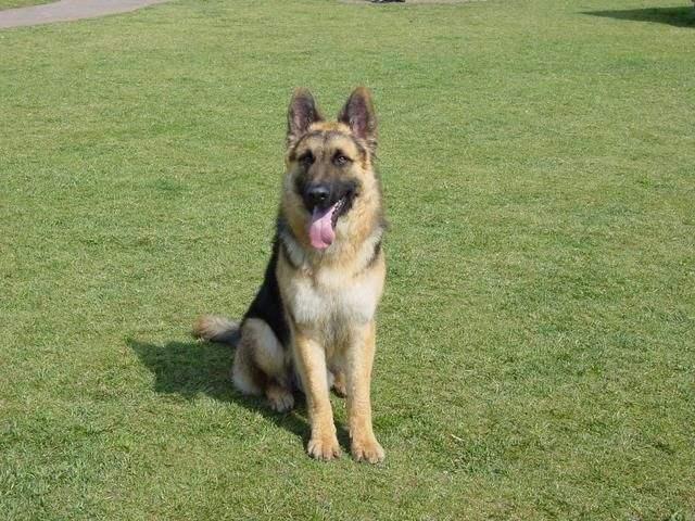 卡斯罗犬智商排名,可能并不是想的那样