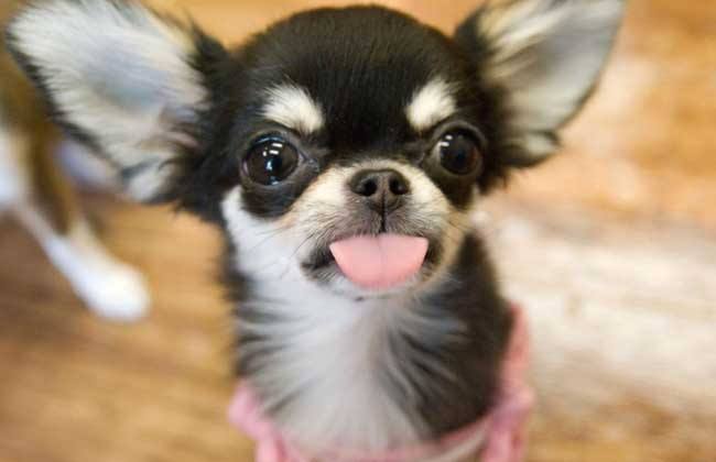 吉娃娃吃什么狗粮好 切记这几点至关重要