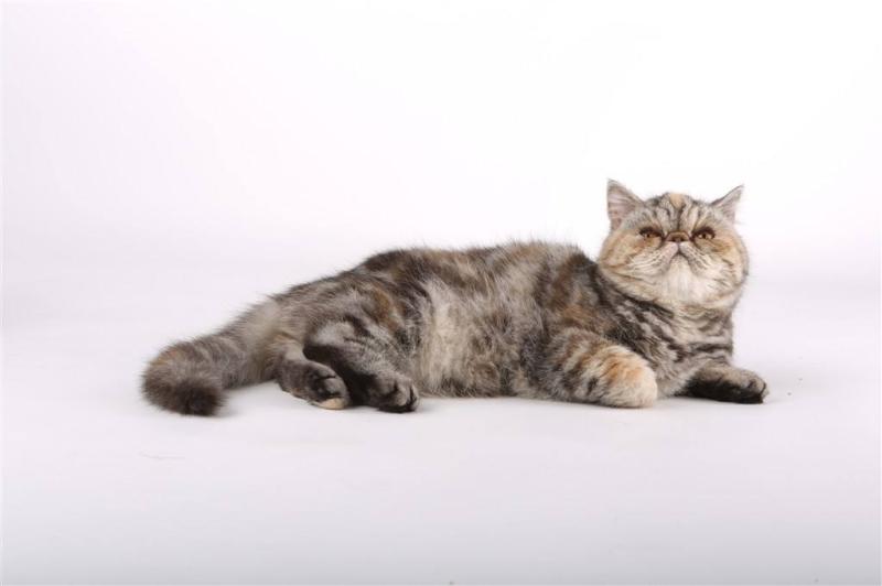 猫眼屎多是什么原因?多半是身体有异状