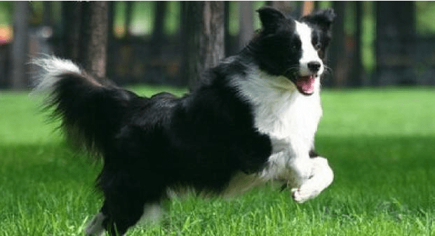 边境牧羊犬训练教程~手把手教会你