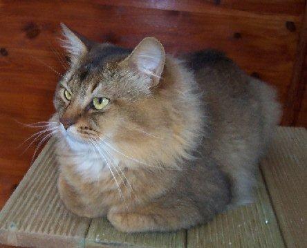 猫狗一起养要注意什么？其实也不用太在意