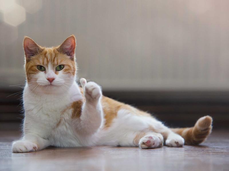 成年猫一天吃多少猫粮