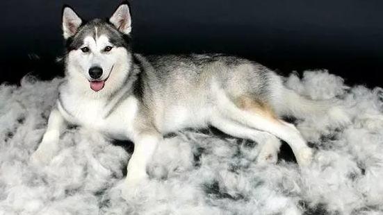 狗狗掉毛怎么办？先找找原因所在