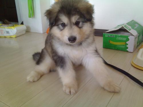 阿拉斯加一般吃什么？肉食动物都要吃肉吗